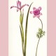 Spanish iris and anemone